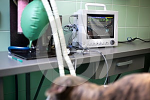 Dog under the surgery process at the vet clinic, veterinary concept