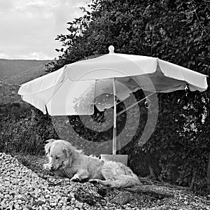 Dog under the umbrella