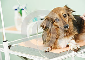 Dog under vaccination in clinic