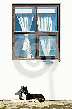 Dog under the window on Icelandic farm