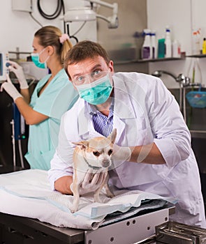 Dog undergoing surgery at vets