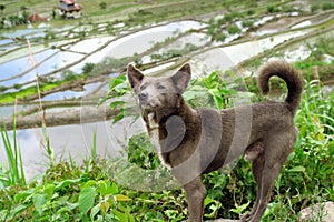 Dog at UNESCO Rice Terraces in Batad, Philippines