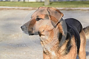 The dog of unknown mixed breed