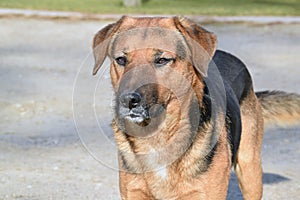 The dog of unknown mixed breed