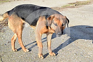 The dog of unknown mixed breed