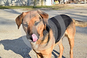 The dog of unknown mixed breed