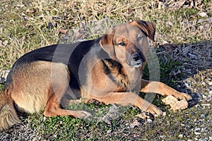 The dog of unknown mixed breed