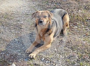 The dog of unknown mixed breed