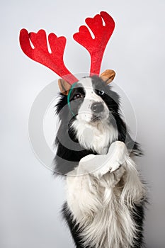 A dog in upright pose representing Santa's deer on light backgro