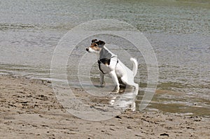 Dog urinating in the river