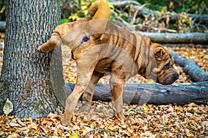 A dog urinating on a tree