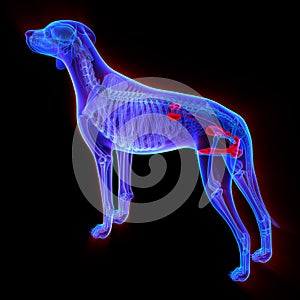 Dog Urogenital System - Canis Lupus Familiaris Anatomy - isolate