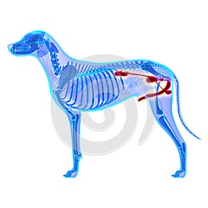 Dog Urogenital System - Canis Lupus Familiaris Anatomy - isolate