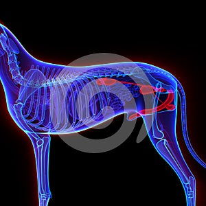 Dog Urogenital System - Canis Lupus Familiaris Anatomy - isolate photo