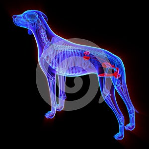 Dog Urogenital System - Canis Lupus Familiaris Anatomy - isolate photo