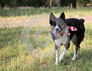 Dog with USA Flag Bandanna