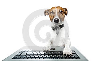 Dog using a computer