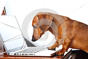 Pes počítač 
