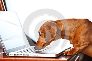 Dog using computer