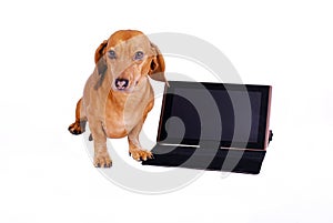 Dog using computer