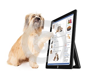 Dog Using Social Media on Tablet Device