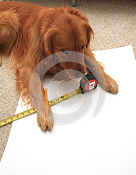 Dog using a tape measure