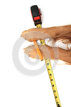 Dog using a tape measure