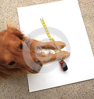 Dog using a tape measure