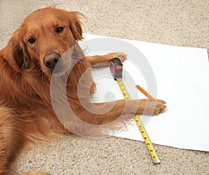 Dog using a tape measure