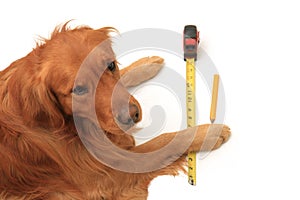 Dog using a tape measure