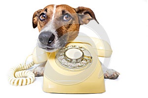 Dog using a yellow phone