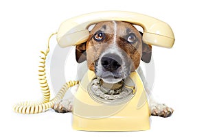 Dog using a yellow phone