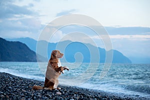 Dog on vacation. Nova Scotia Duck Tolling Retriever on the beach by the sea.