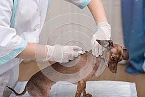 The dog is vaccinated by a veterinarian. injection close-up. help animals