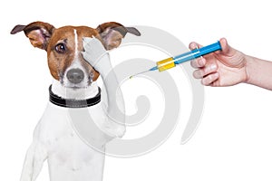 Il cane vaccinazione 