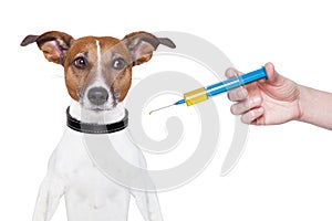 Dog vaccination photo