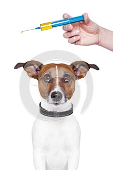 Dog vaccination