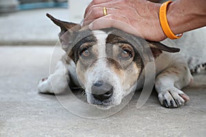 Dog Vaccination cute animal the eyes sadness with owner on the floor