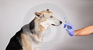 Dog vaccination with a syringe on gray background