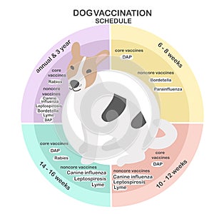 Dog vaccine schedule info-graphic illustration