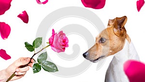 Dog valentines rose