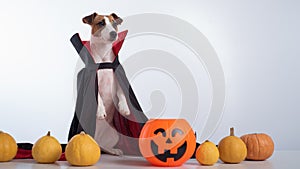 Dog in a vampire cloak and jack-o-lantern on a white background. Halloween Jack Russell Terrier in Count Dracula costume