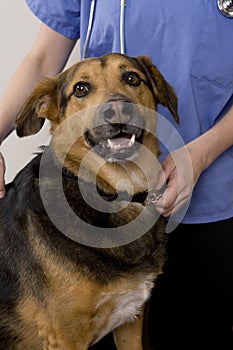 Dog and vet