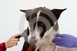 Dog at vet clinic isolated white background.