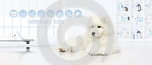 dog in vet clinic with veterinary care icons, veterinarian examination concept web banner