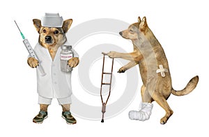 Dog vet with his patient