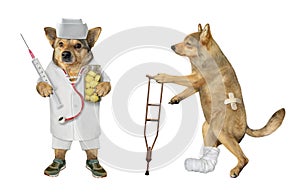 Dog vet with his patient 2