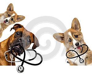 dog vet keeps stethoscope