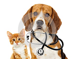 Dog veterinarian and cat