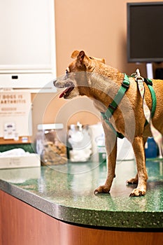 Dog on veterinarian's exam table